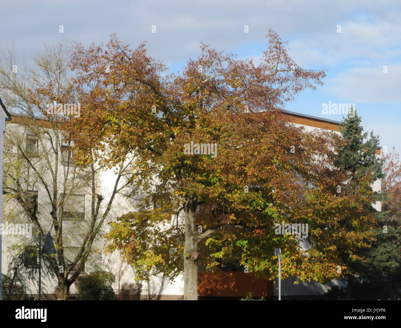 20161107Tilia cordata Stock Photo