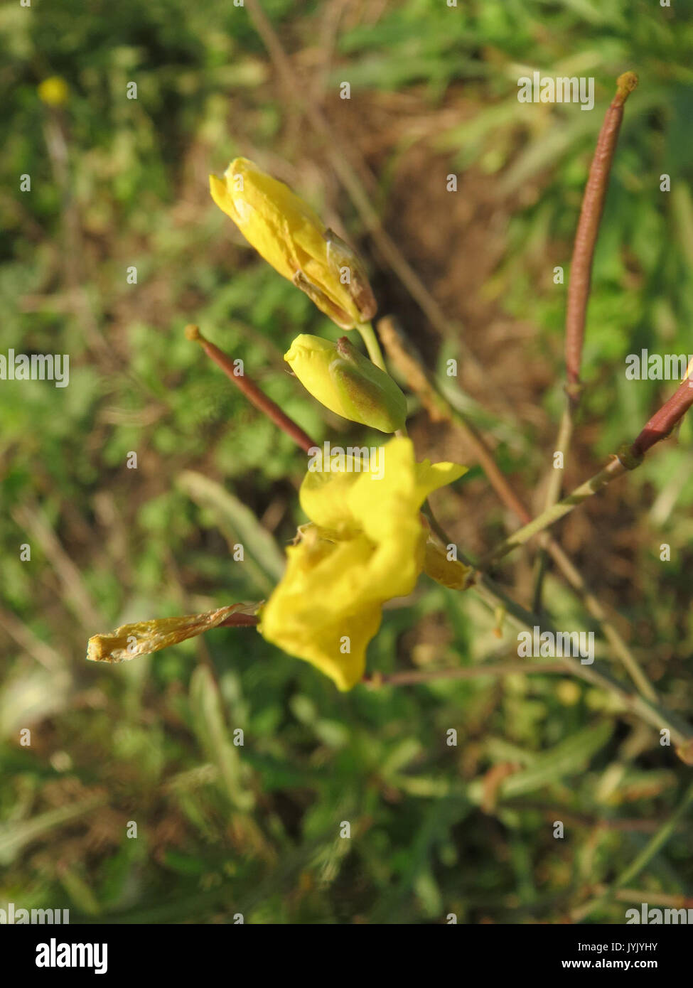 Diplotaxis Sp Diplotaxis tenuifolia botanical illustration hi-res stock photography ...