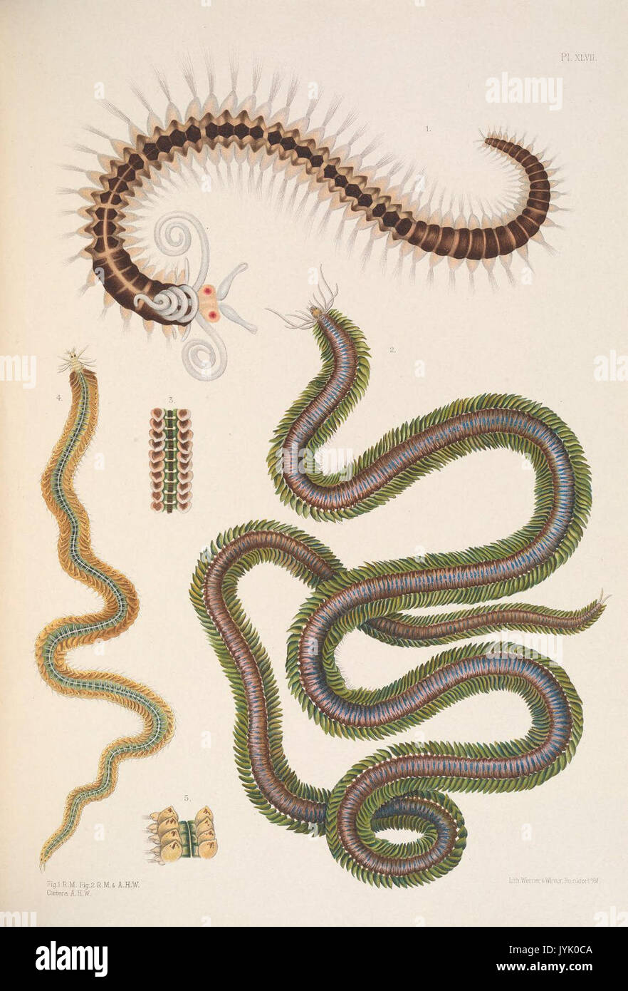 A monograph of the British marine annelids 1908 XLVII Stock Photo