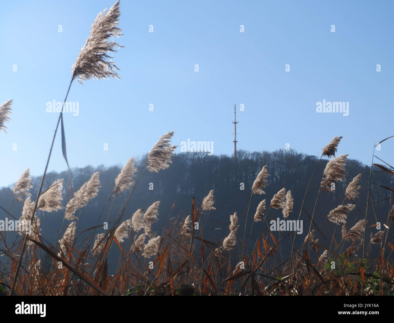 Invasive Reeds From Australia Common reed invasive plant species hi-res stock photography and images ...