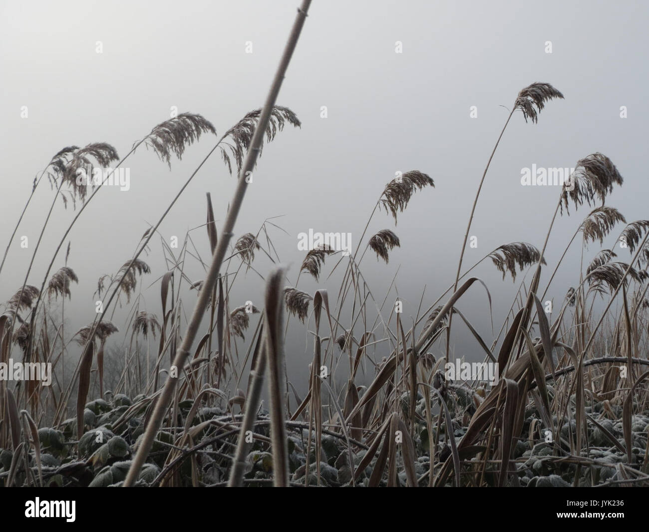 Common reed invasive plant species hi-res stock photography and images ...
