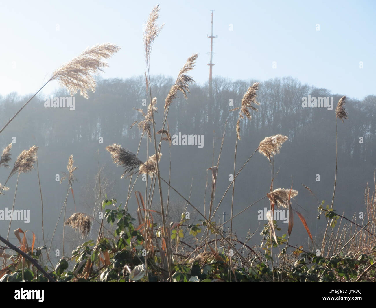 Botanical illustration of common reed hi-res stock photography and ...