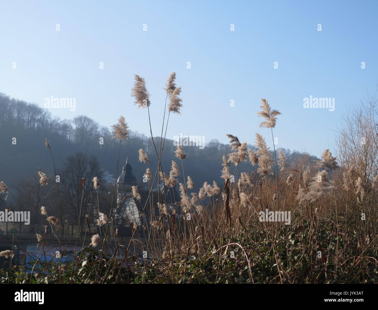 Invasive Reeds From Australia Common reed invasive plant species hi-res stock photography and images ...