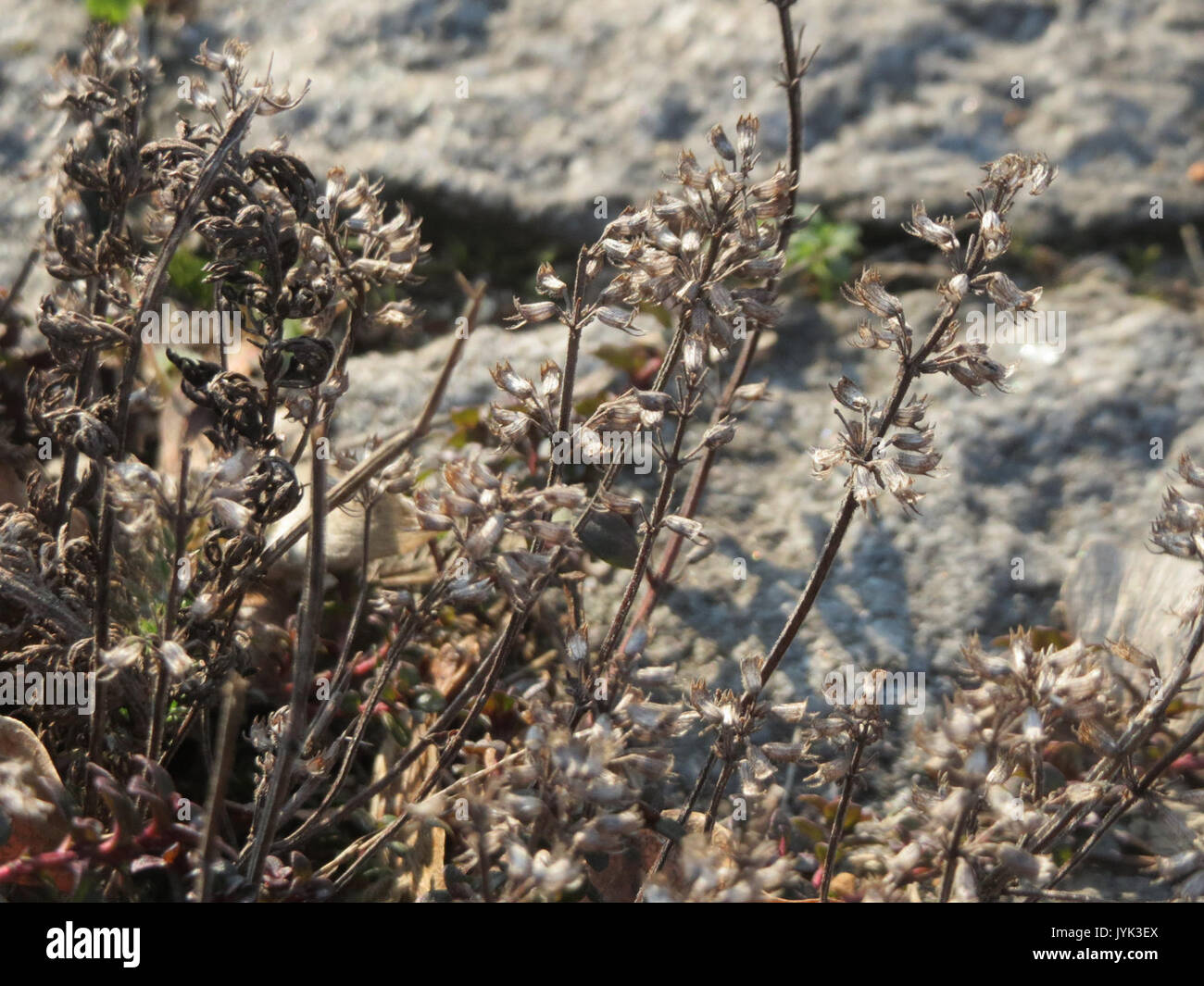 A botanical entry for *Thymus pulegioides*, commonly known as wild ...