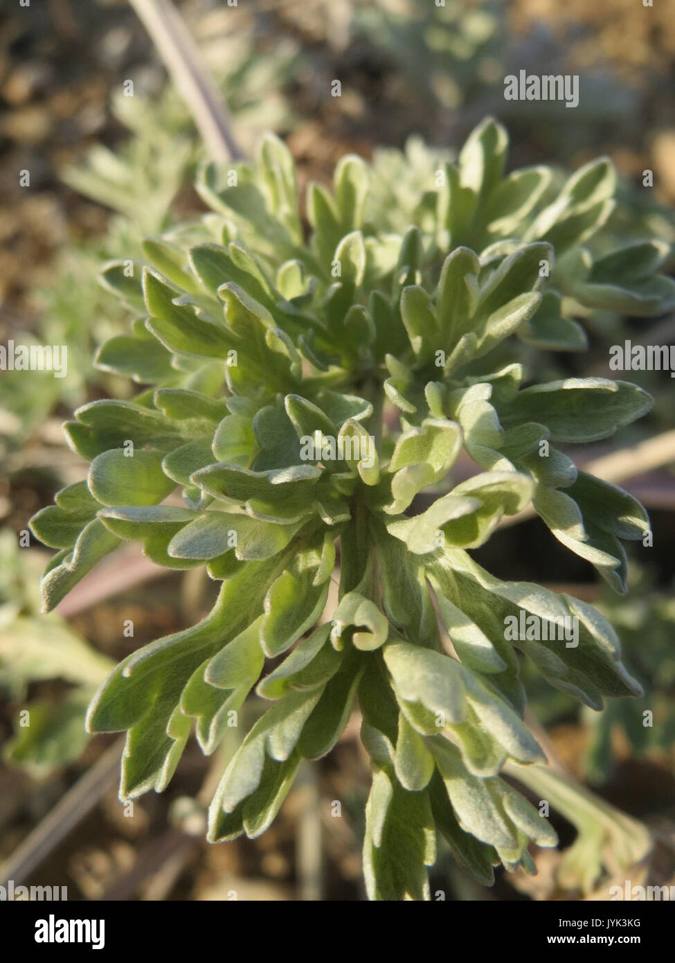 Absinthe production hi-res stock photography and images - Alamy