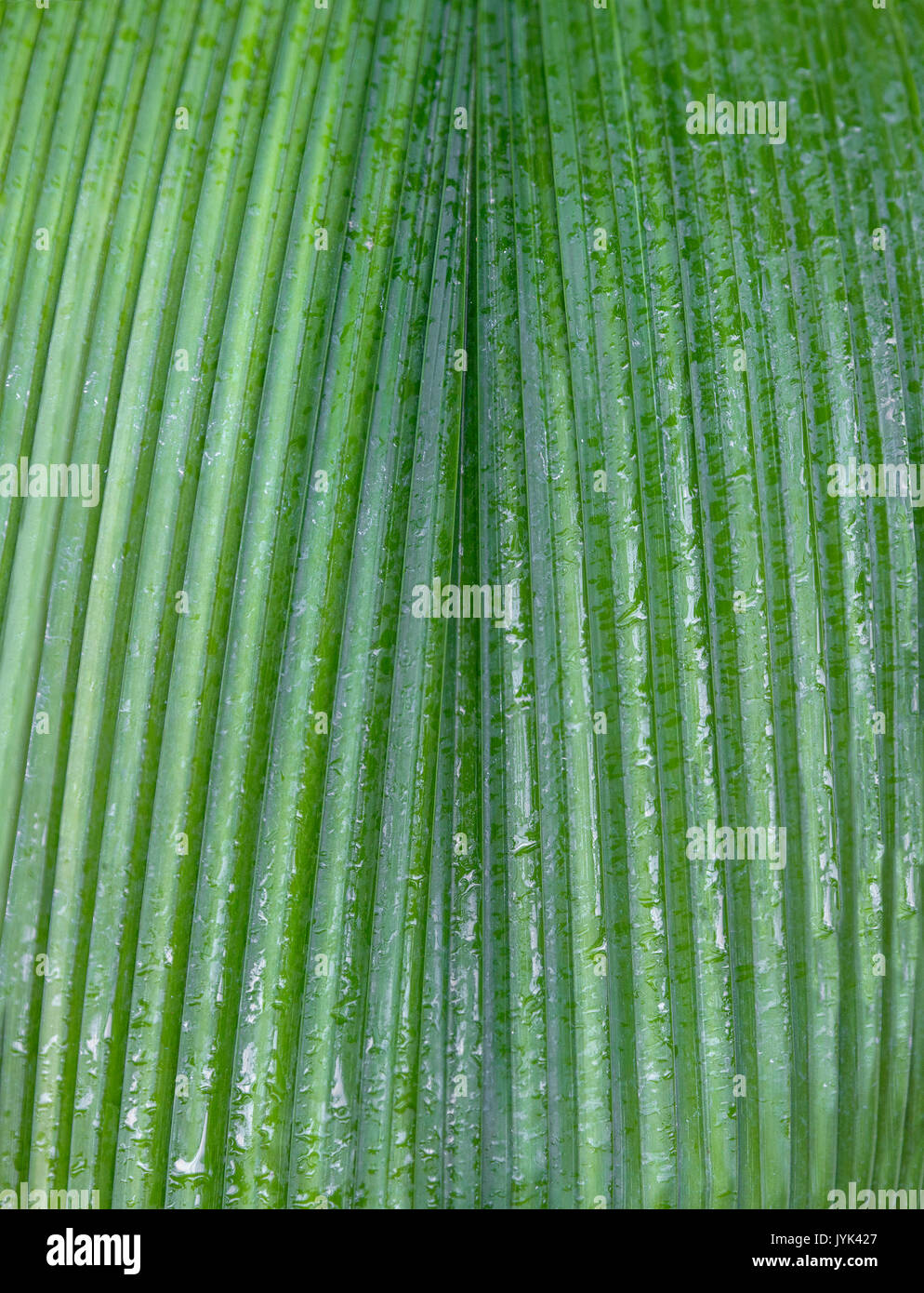 Green leaf texture background Stock Photo