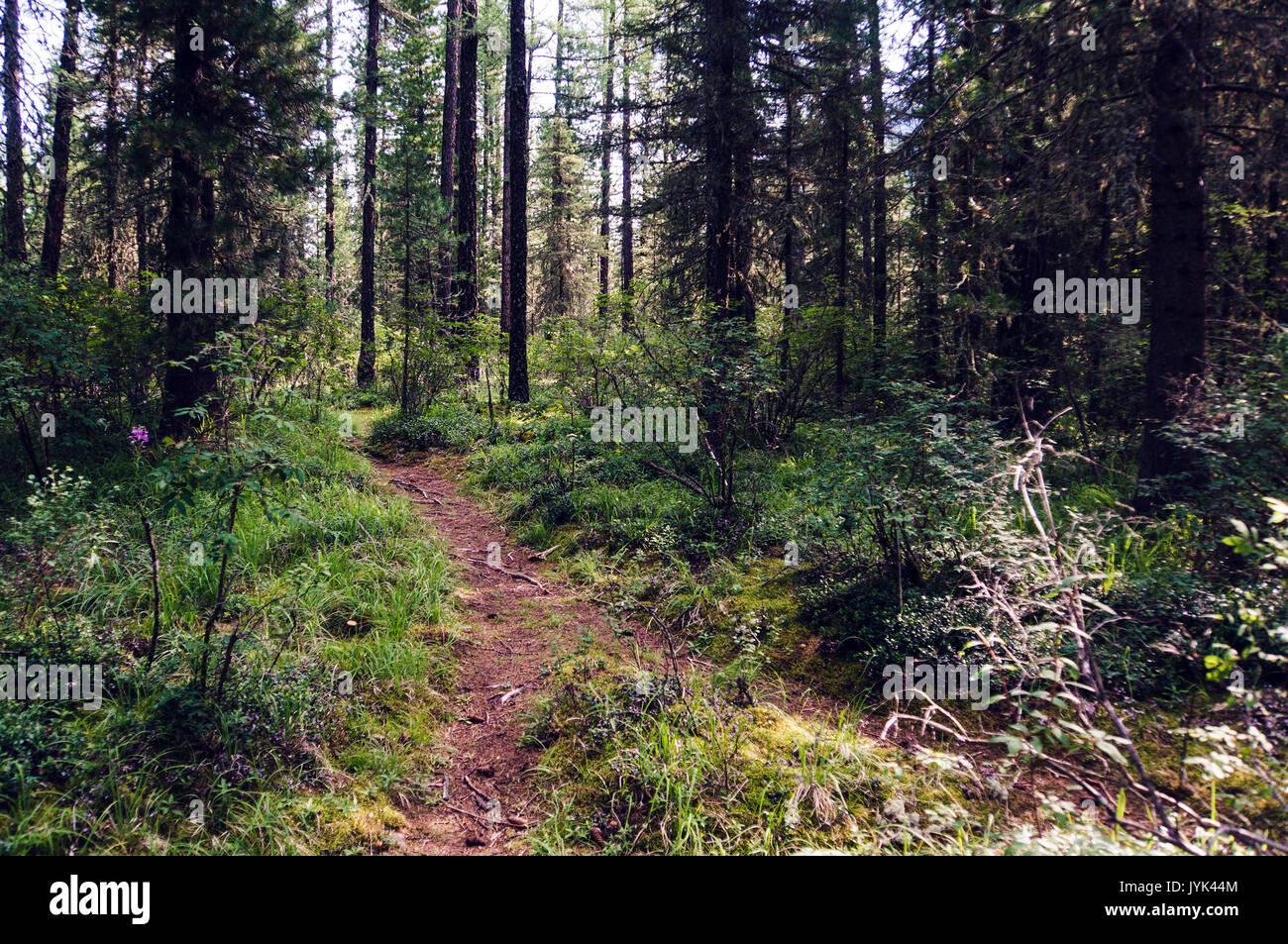 Walking path in forest at morning. Covert in the taiga in Siberia Stock Photo
