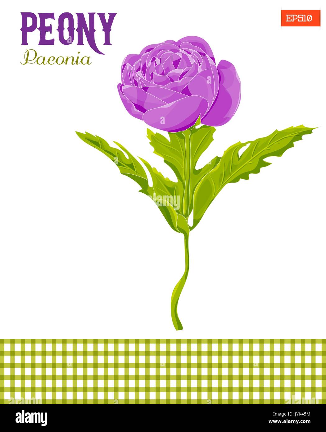 Realistic peony flower with leaves, vector illustration. Isolated Stock ...