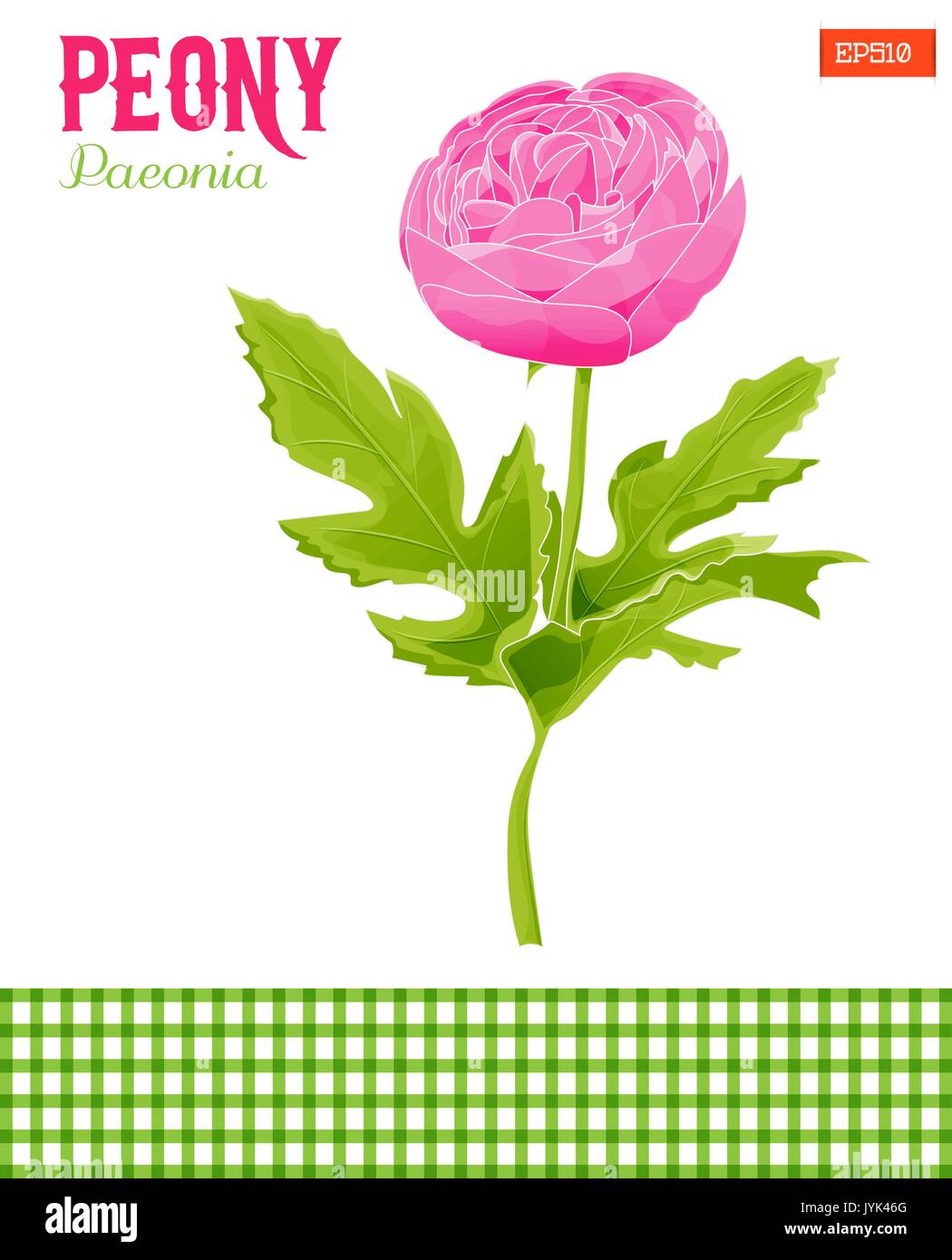Realistic peony flower with leaves, vector illustration. Isolated Stock ...