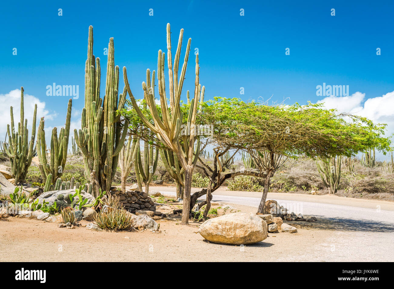 Typical dry climate cacti and shrubs in Aruba. The rural areas of the island, called kunuku, are home to various forms of cacti, thorny shrubs, and lo Stock Photo