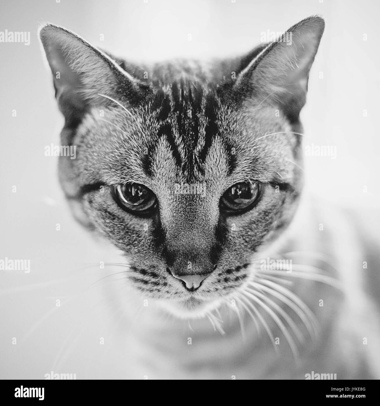 tabby cat face closeup black and white Stock Photo