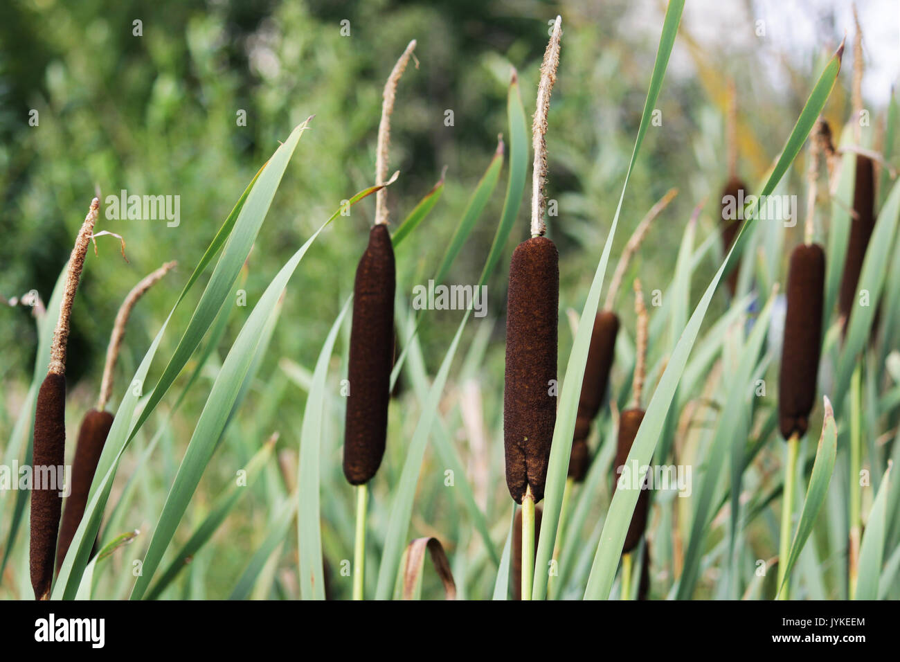 wetland-plant Typha latifolia, the Broadleaf cattail - from the cattail family Typhaceae Stock Photo