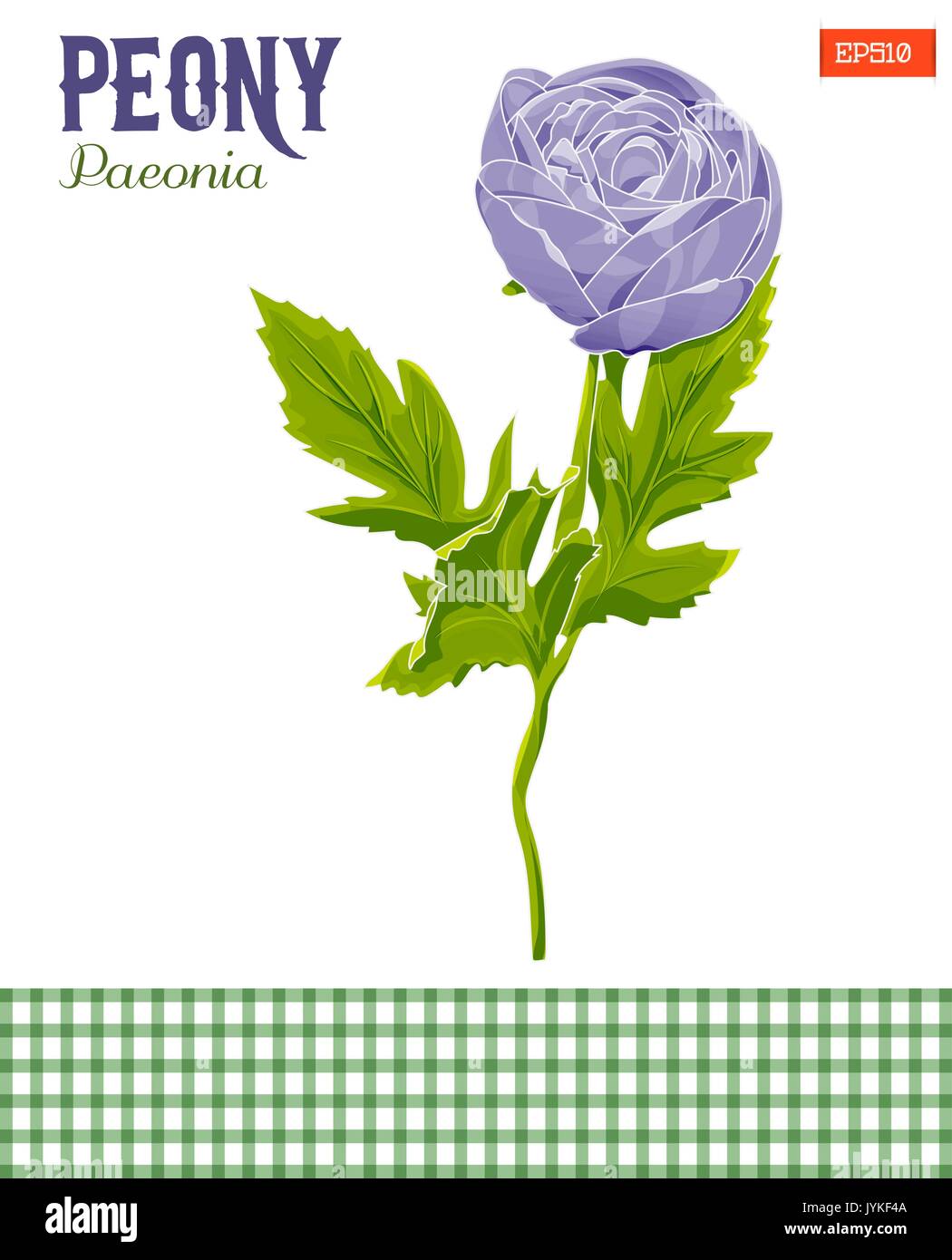 Realistic peony flower with leaves, vector illustration. Isolated Stock ...