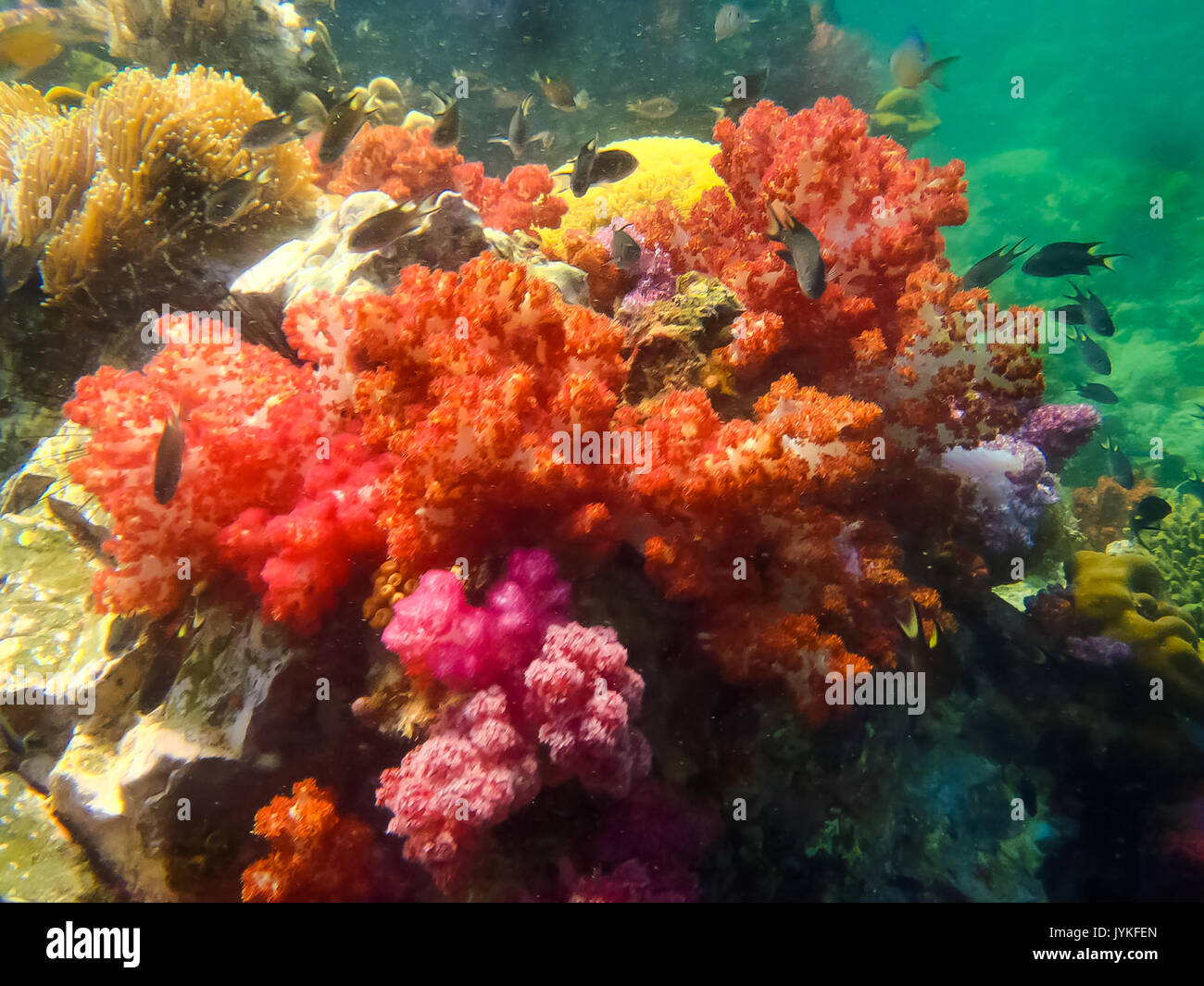 The colorful red coral reef with sea urchin in tropical, underwater. Stock Photo