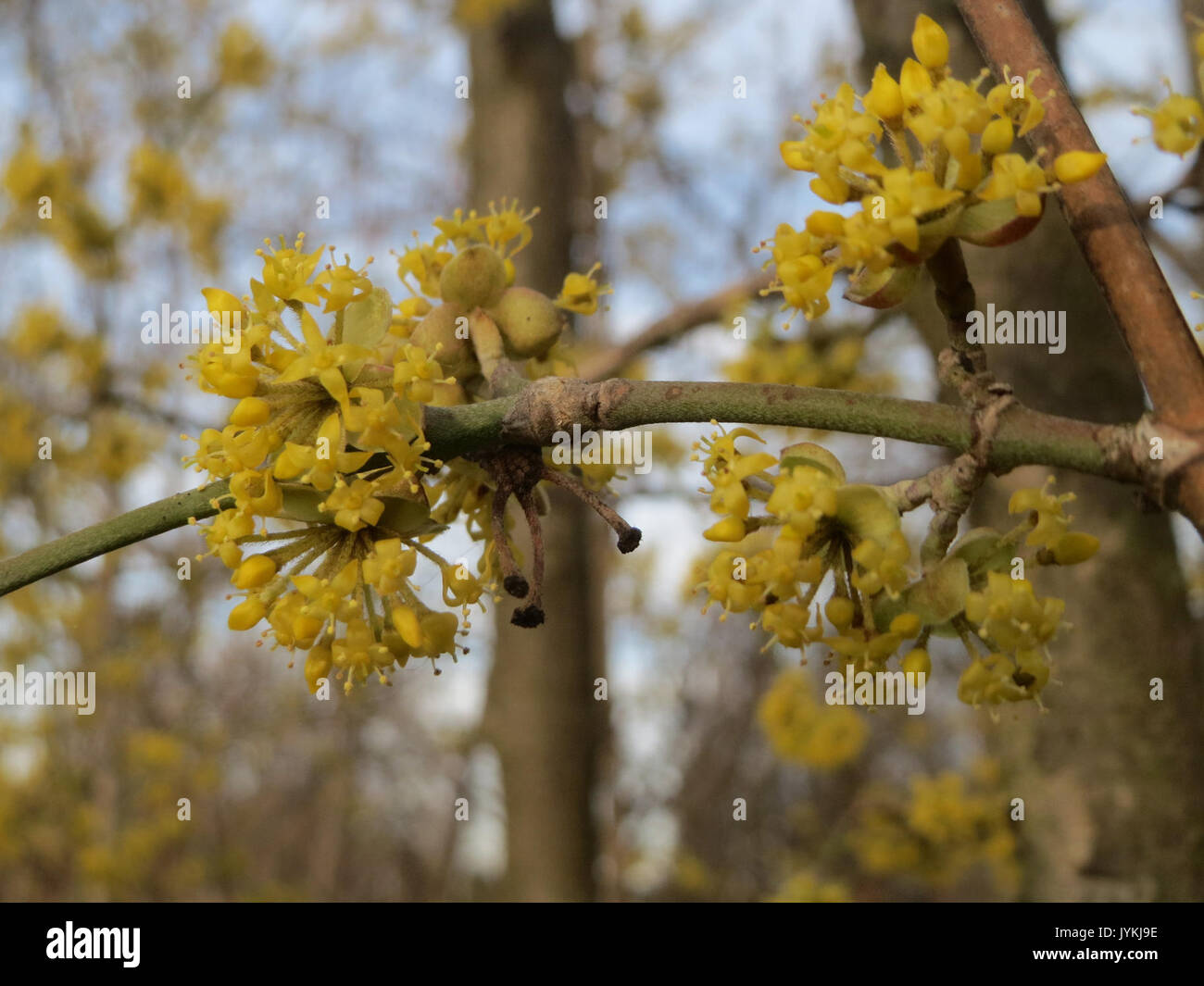 Cornus mas spring garden hi-res stock photography and images - Alamy