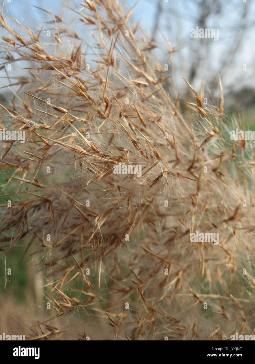 Invasive Reeds From Australia Common reed invasive plant species hi-res stock photography and images ...