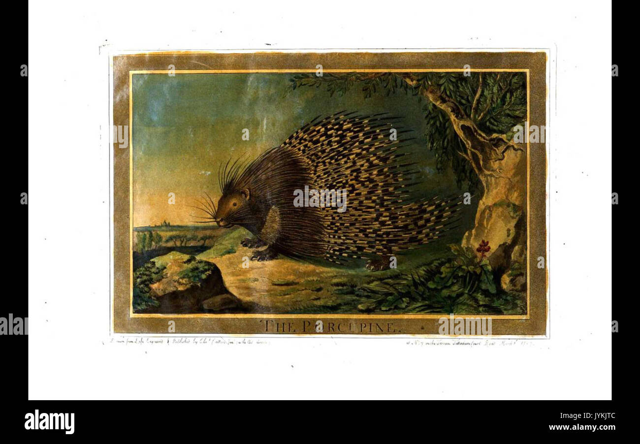 An illustration from Charles Catton's 1788 book 'Animals,' depicting a ...