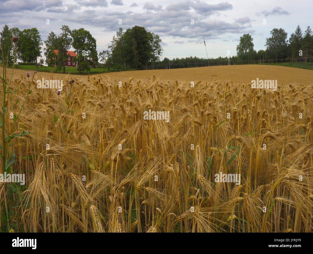 Farming field grain hi-res stock photography and images - Alamy