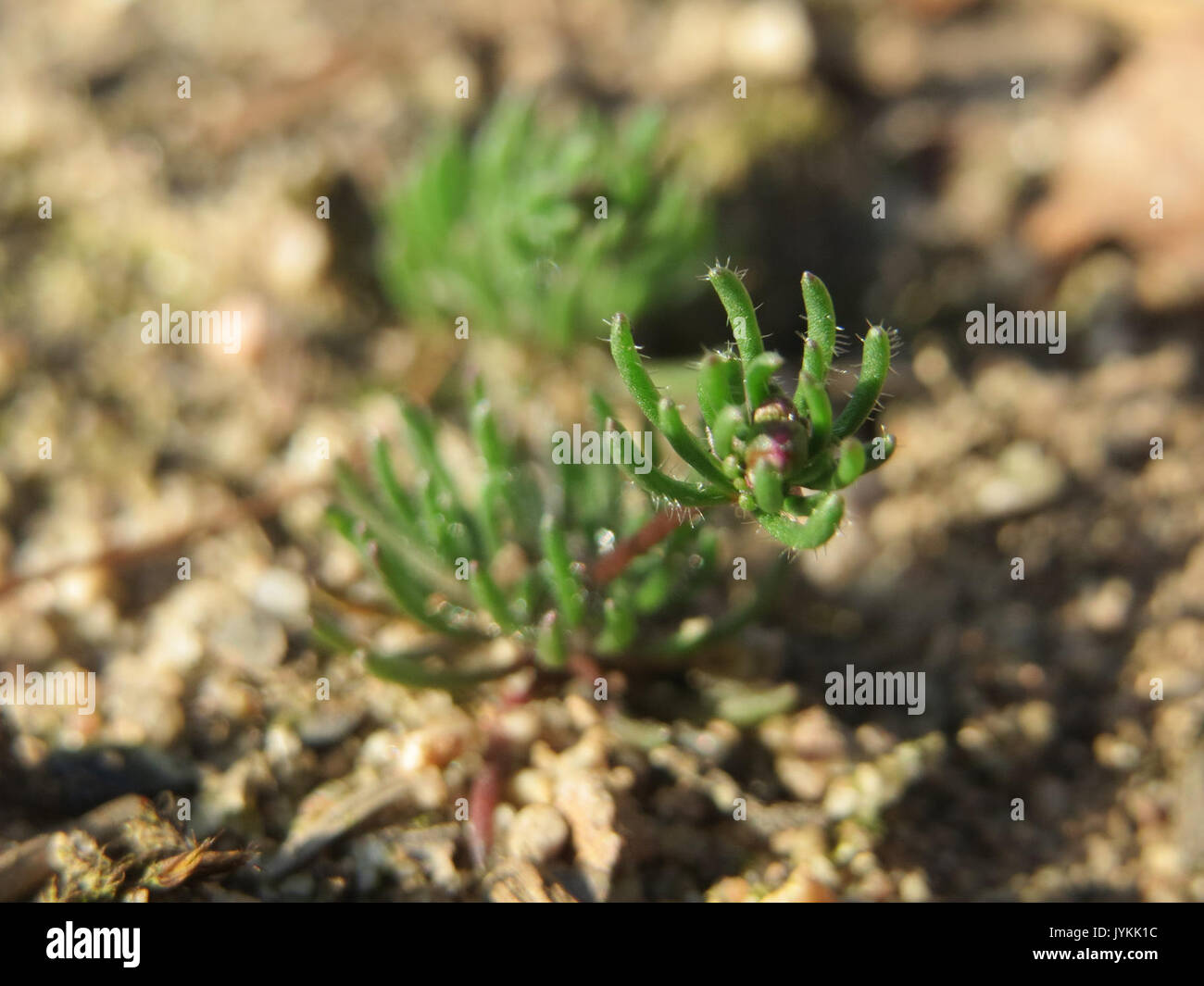 Flora taxonomy illustration hi-res stock photography and images - Alamy