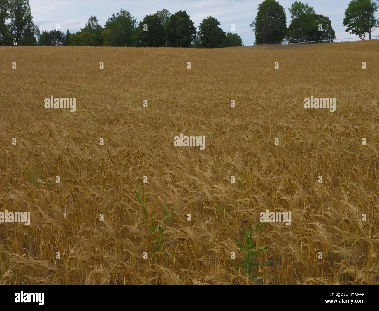 Farming field grain hi-res stock photography and images - Alamy