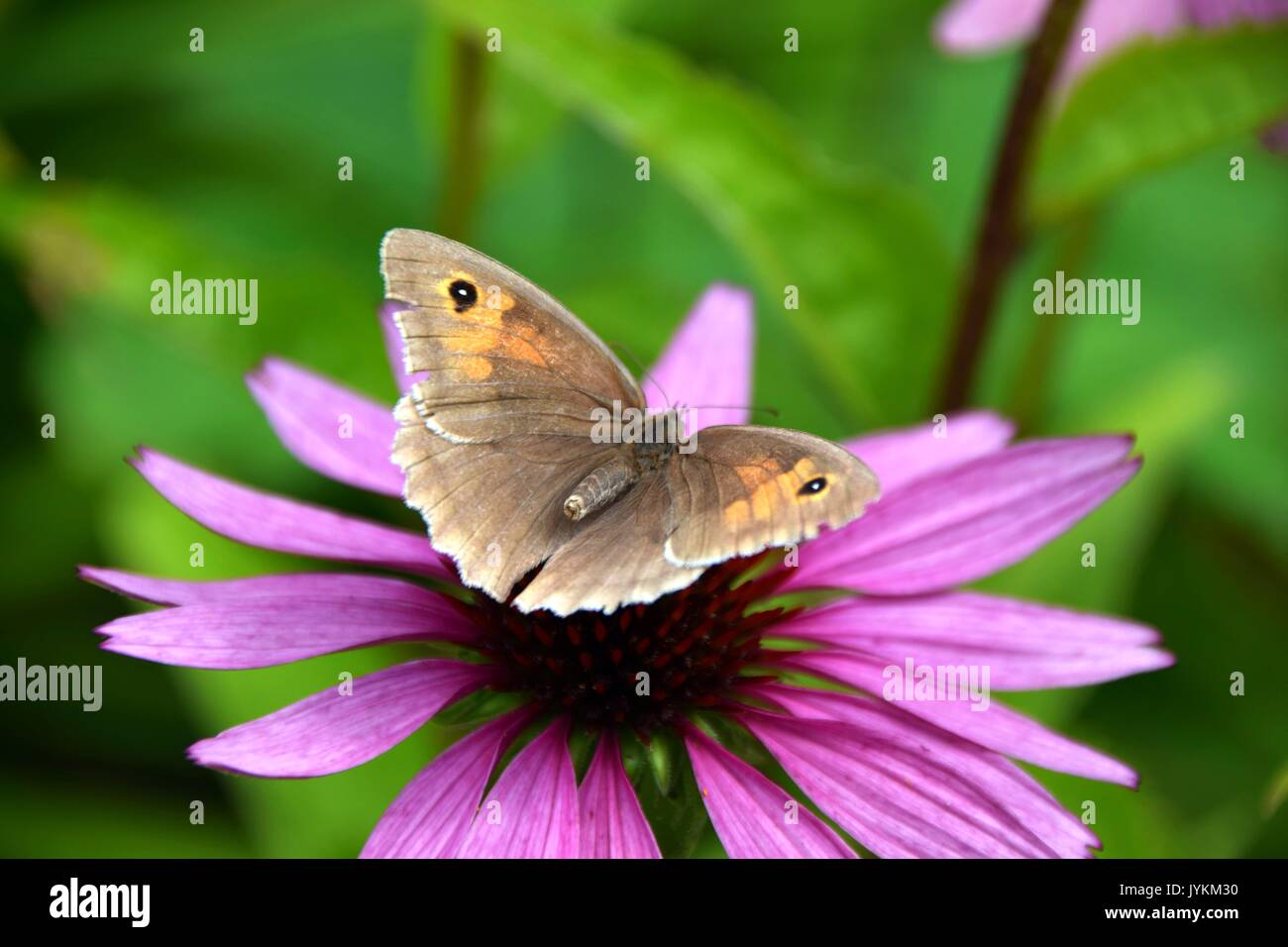 purpurea Echinacea with butterfly Maniola jurtina, meadow brown butterfly Stock Photo
