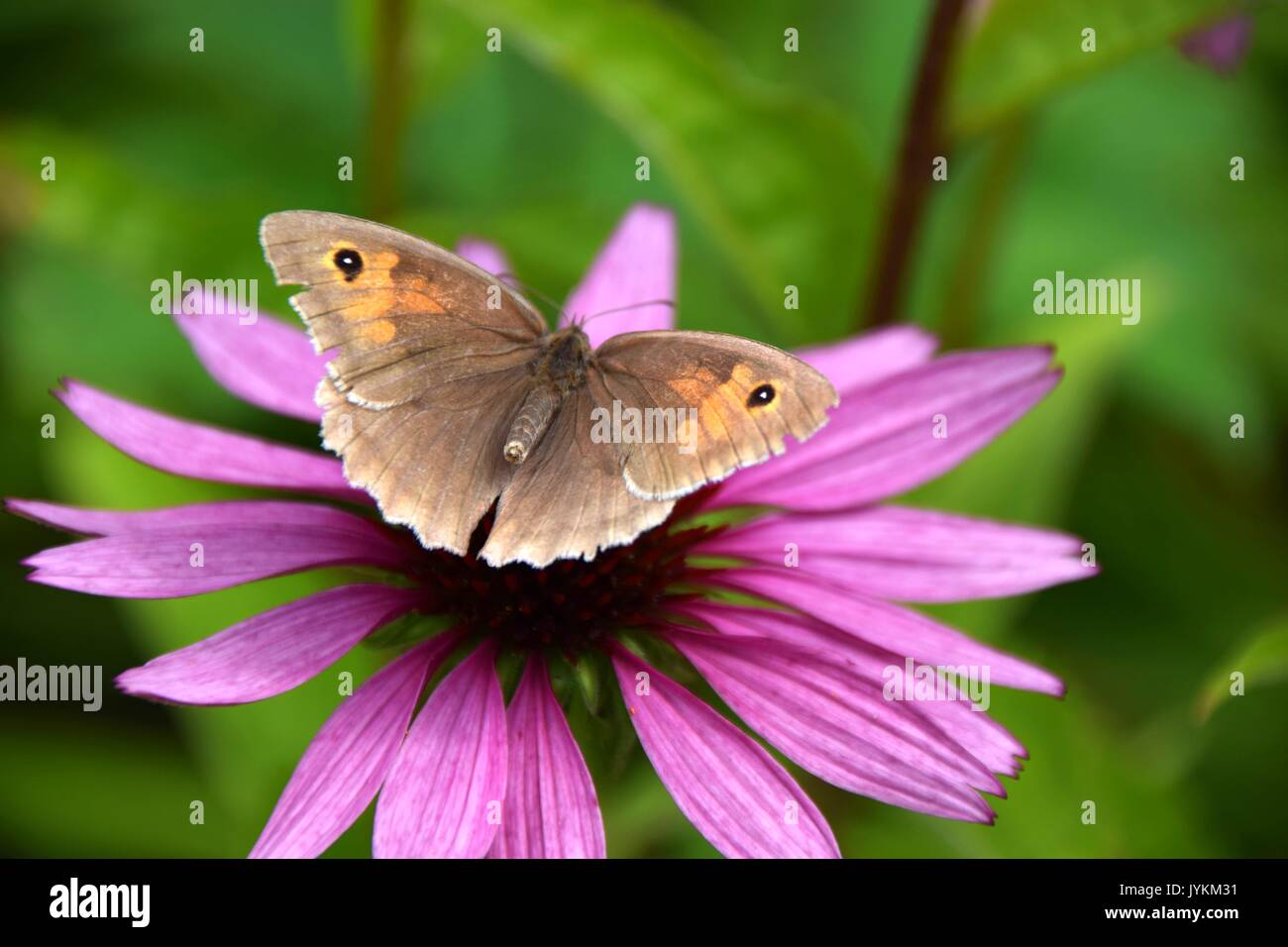 purpurea Echinacea with butterfly Maniola jurtina, meadow brown butterfly Stock Photo