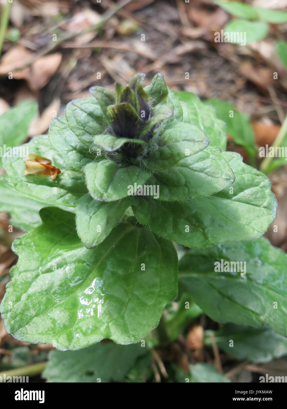 Creeping bugleweed ajuga reptans hi-res stock photography and images ...