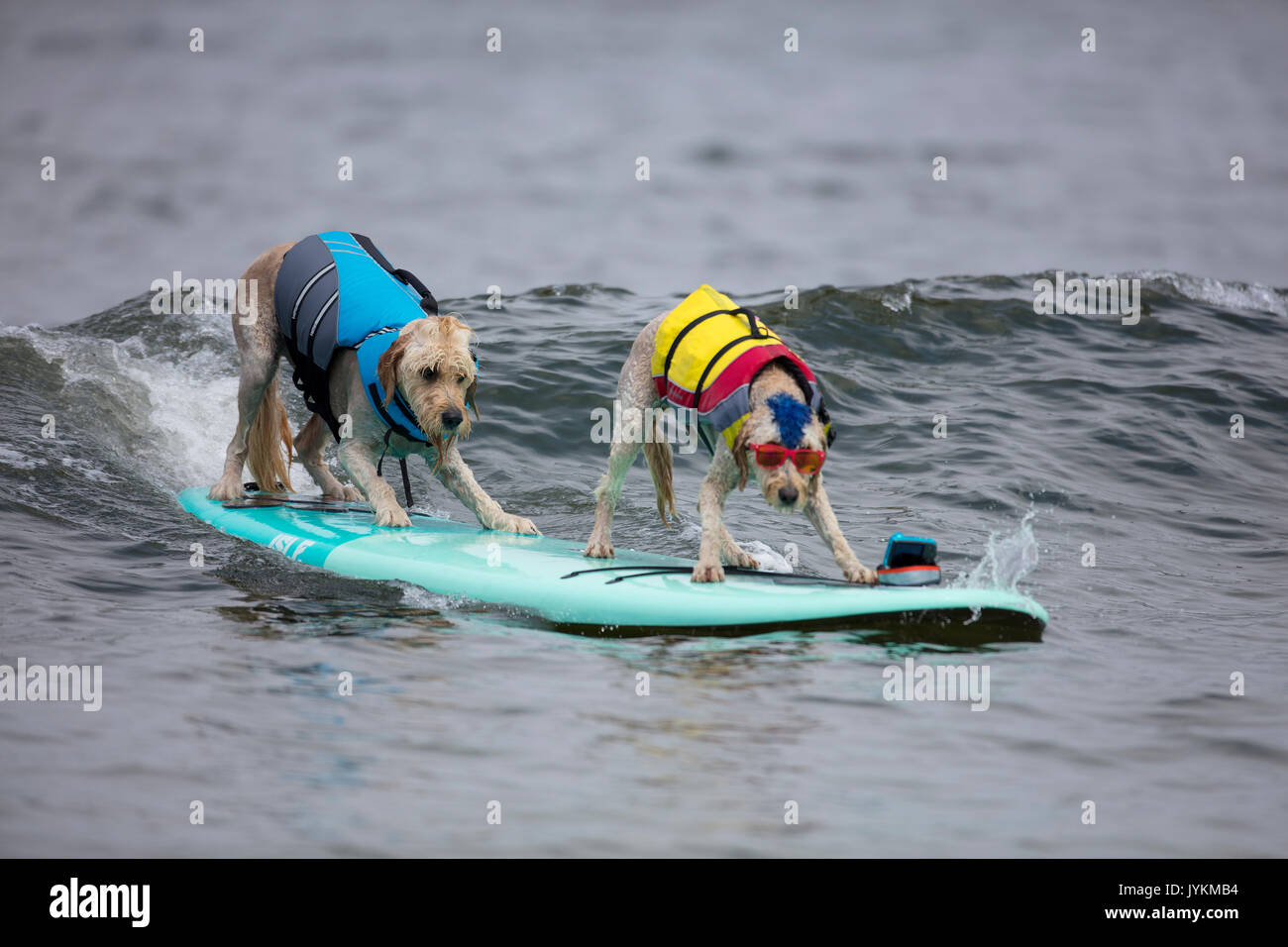 Dogs compete in the World Dog Surfing Championships in Pacifica, California in 2017 Stock Photo
