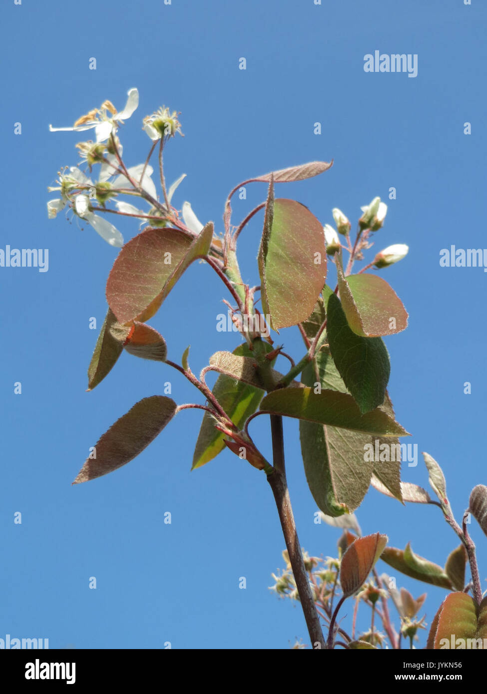 Flowering shadbush amelanchier in hi-res stock photography and images ...