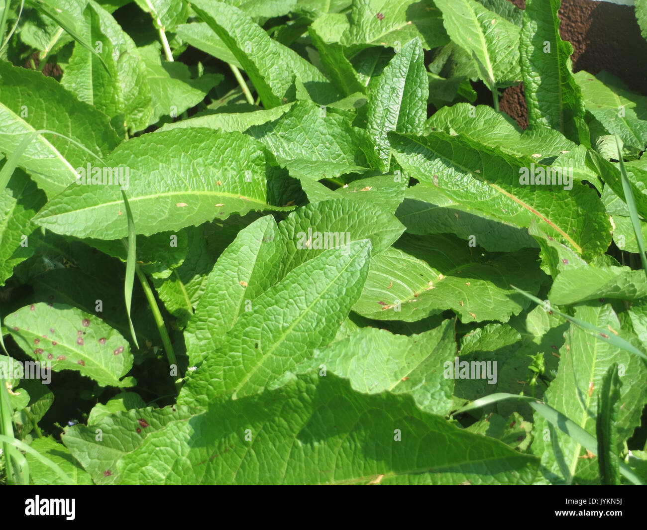 Common perennial broadleaf weed hi-res stock photography and images - Alamy