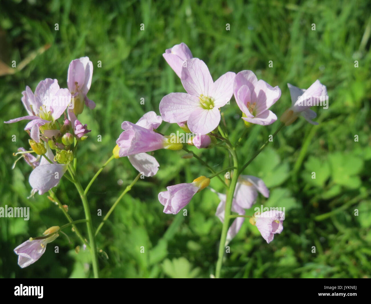 A photograph or botanical study of the Cardamine pratensis, also known ...