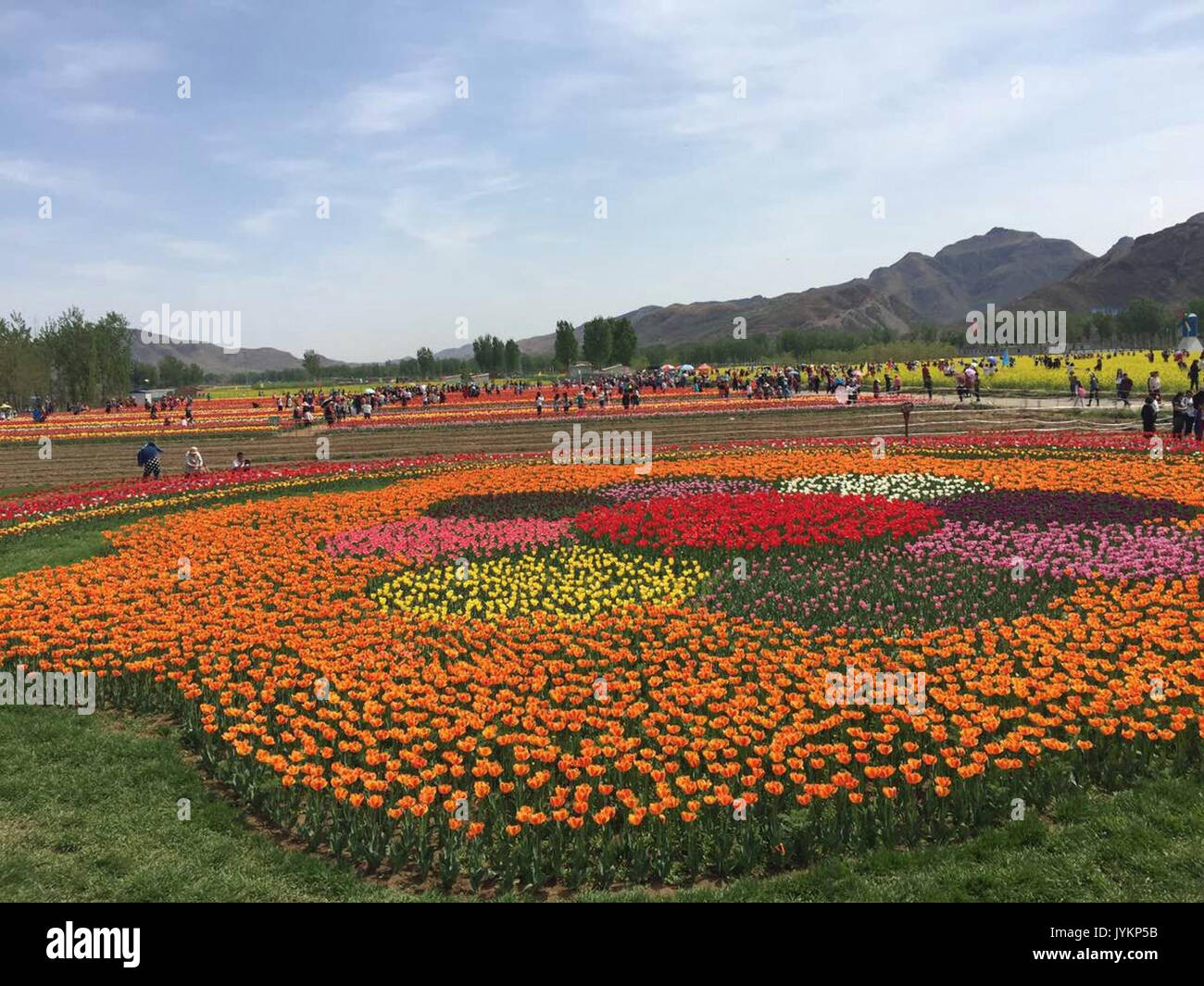 A sea of flowers at the foot of Mount Langya in Hebei, picture5 Stock Photo