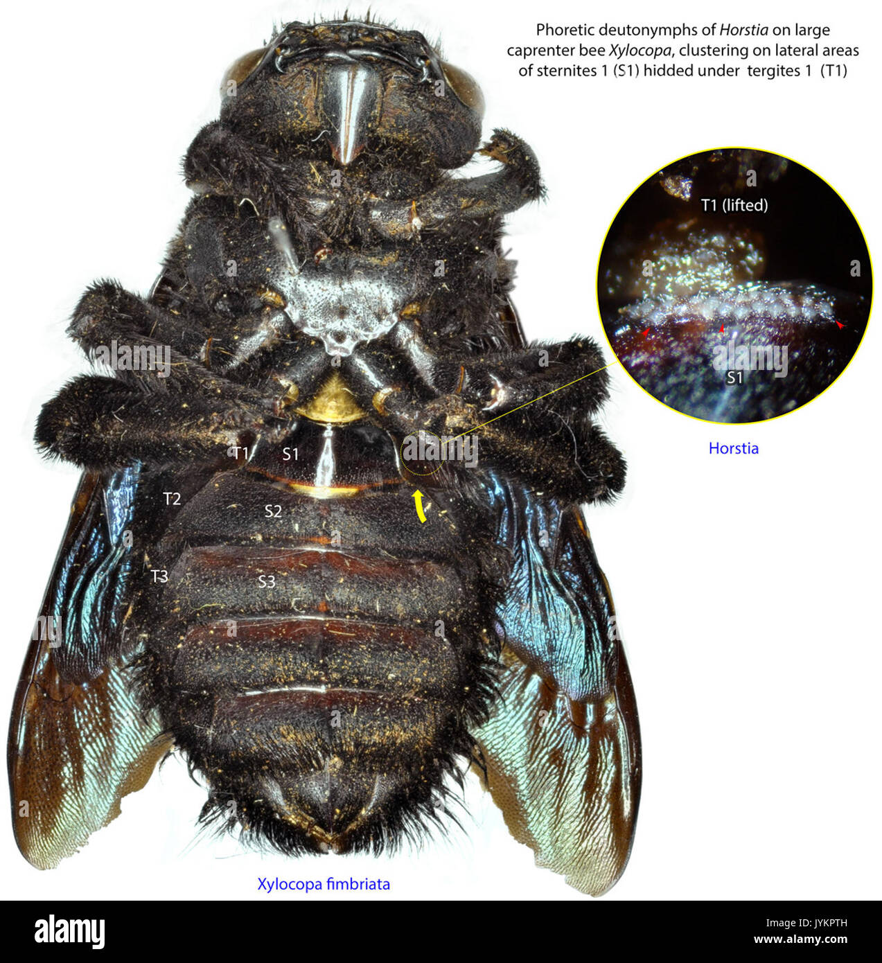 8 Horstia under 1st metasomal tergite lat BMOC 15 0104 079 bee Xylocopa fimbriata ummz Stock Photo
