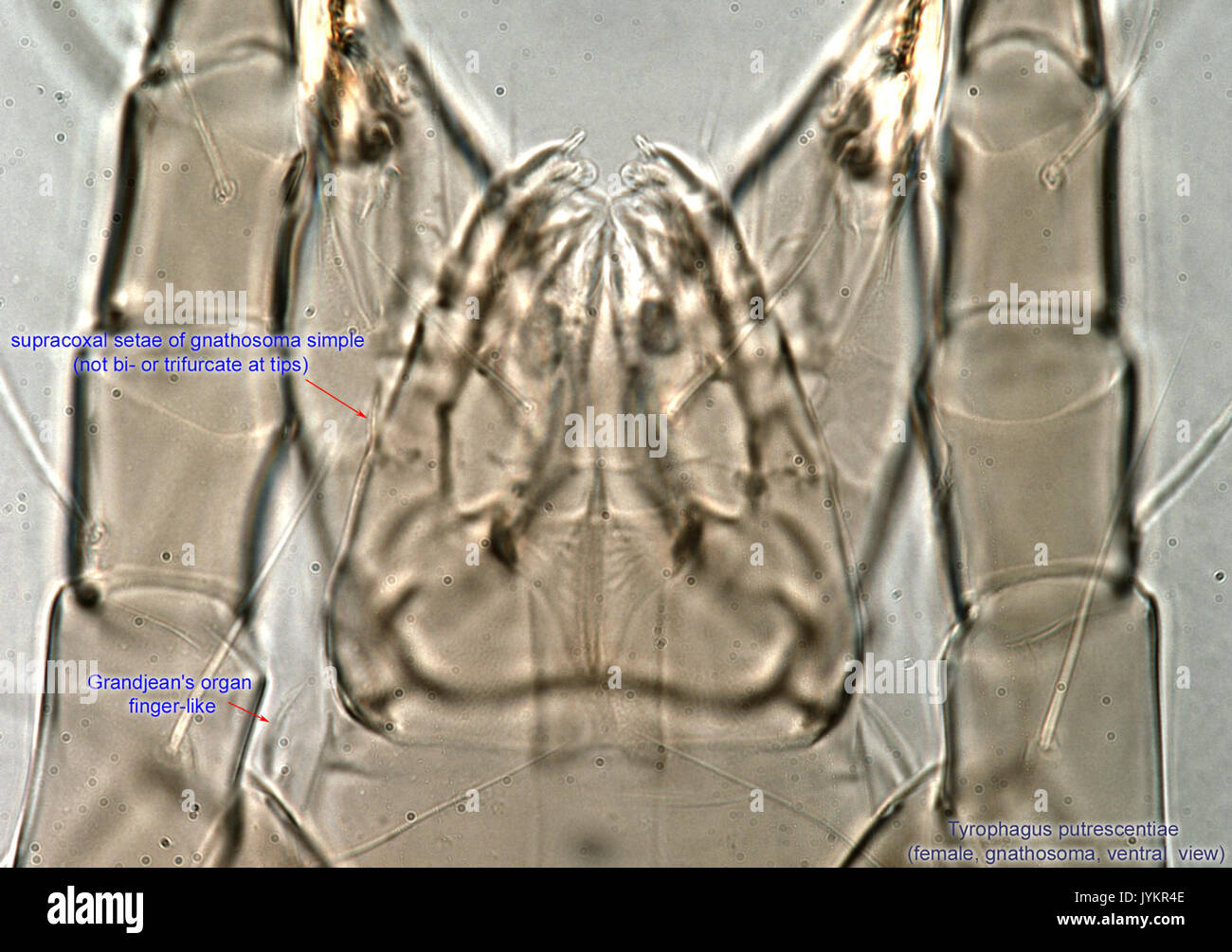 5 Tyrophagus putrescentiae female10 gnathosoma ventr BMOC 08 1010 002 Stock Photo
