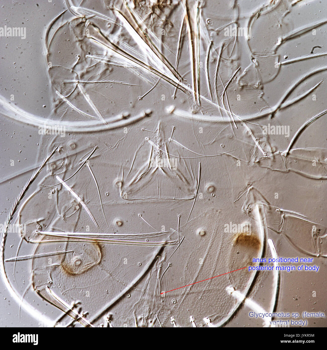 Spider specimens hi-res stock photography and images - Alamy