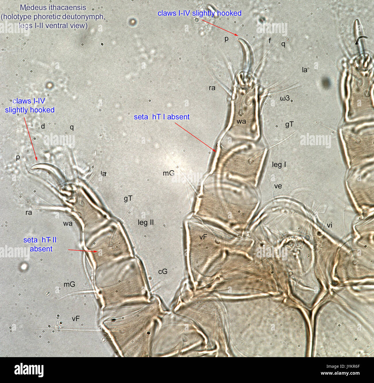 6 Medeus ithacaensis holotype HDN legsI II ventr CGE 81 0717 4a Stock Photo