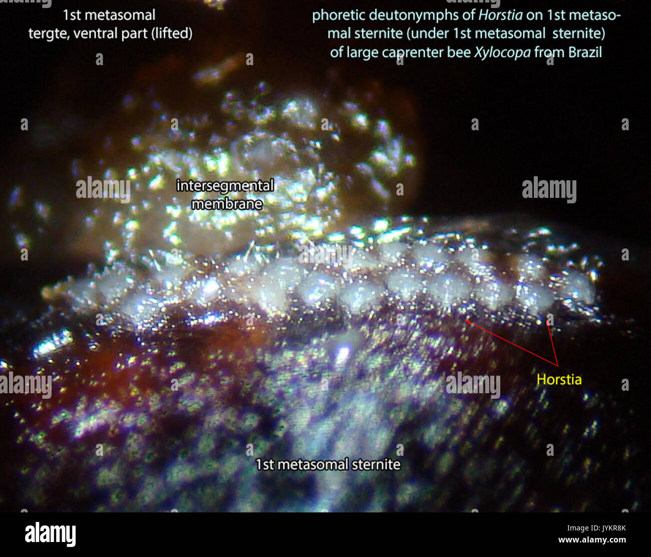 Metasomal Terga Metasomal hi-res stock photography and images - Alamy
