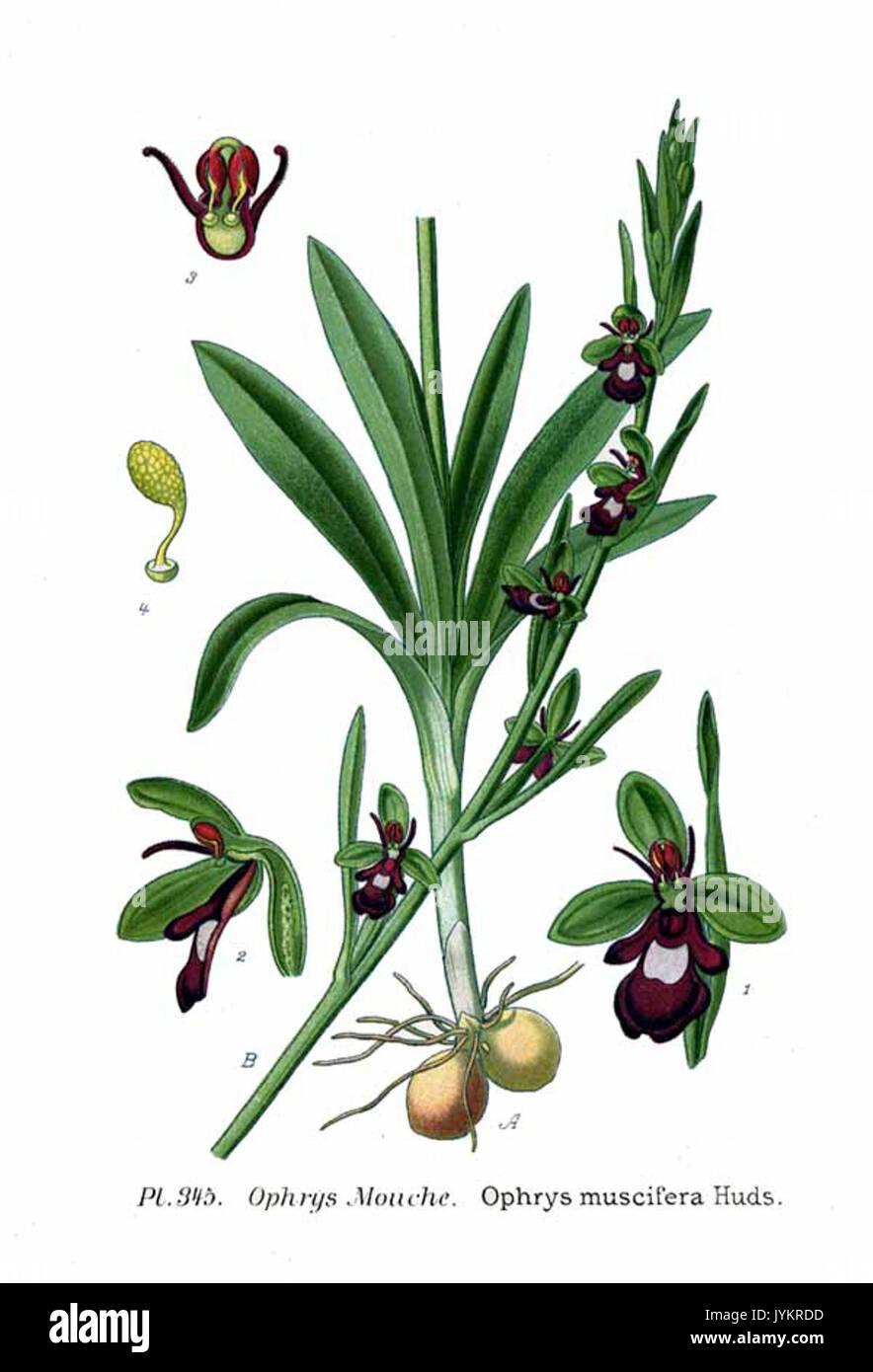 345 Ophrys muscifera Huds Stock Photo