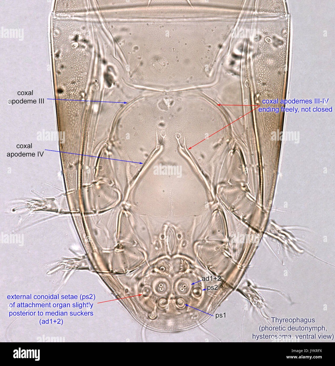 This title likely refers to a scientific classification of a species ...