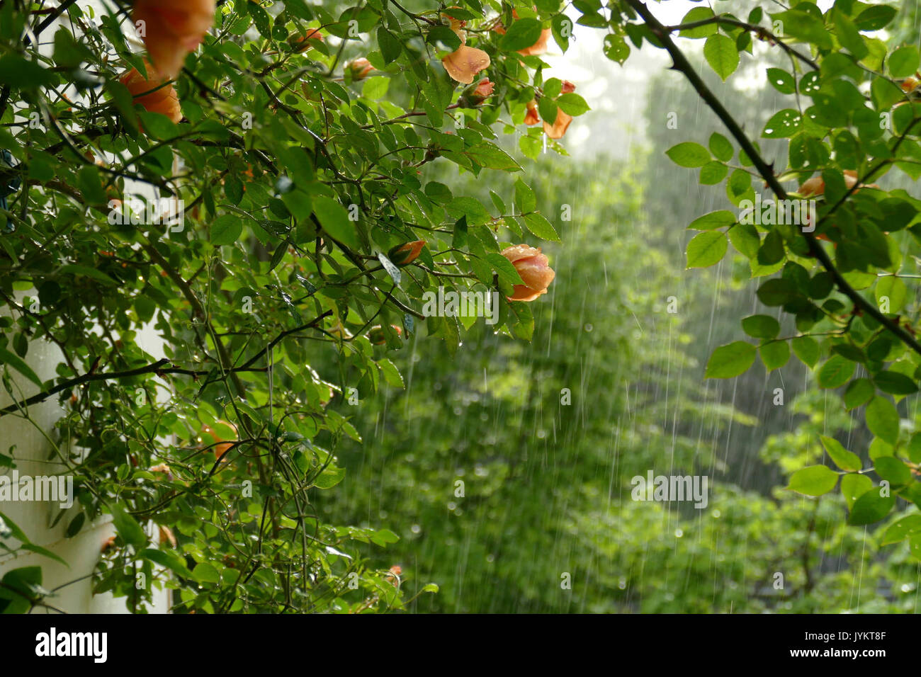 2017.05.13.063020 Kletterrose Regen Balkon Handschuhsheim Heidelberg Stock Photo