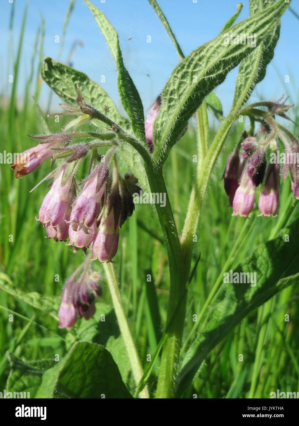 Symphytum Officinale Drawing Hi res Stock Photography And Images Alamy symphytum-officinale-drawing-hi-res-stock-photography-and-images-alamy