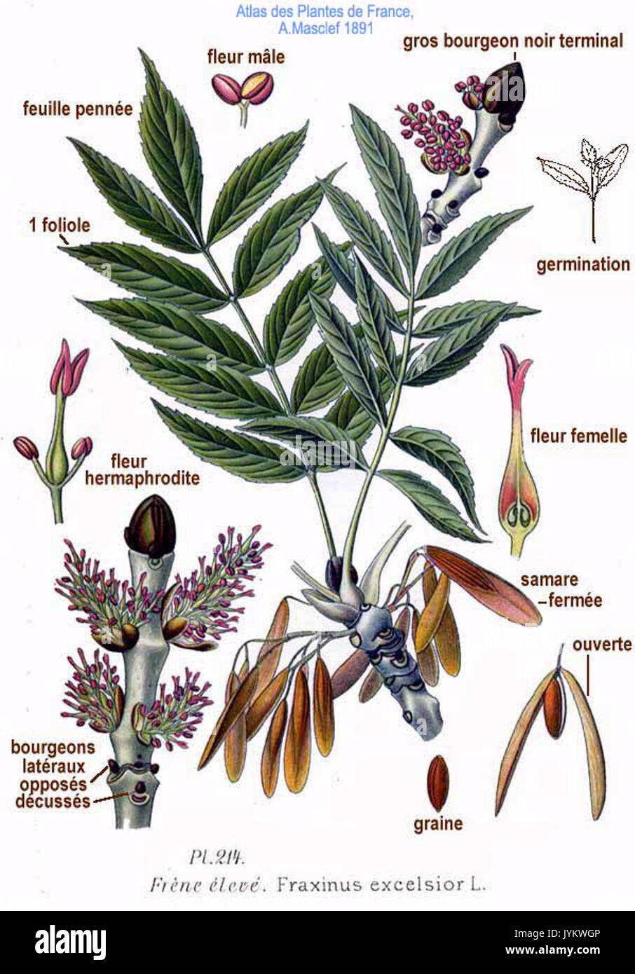 Fraxinus Excelsior L Stock Photos Fraxinus Excelsior L Stock Images Fraxinus Excelsior L Stock Photos Fraxinus Excelsior L Stock Images