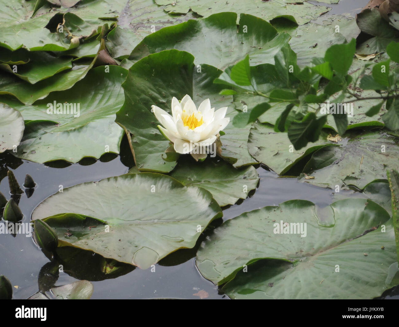Nymphaea alba botanical illustration hi-res stock photography and