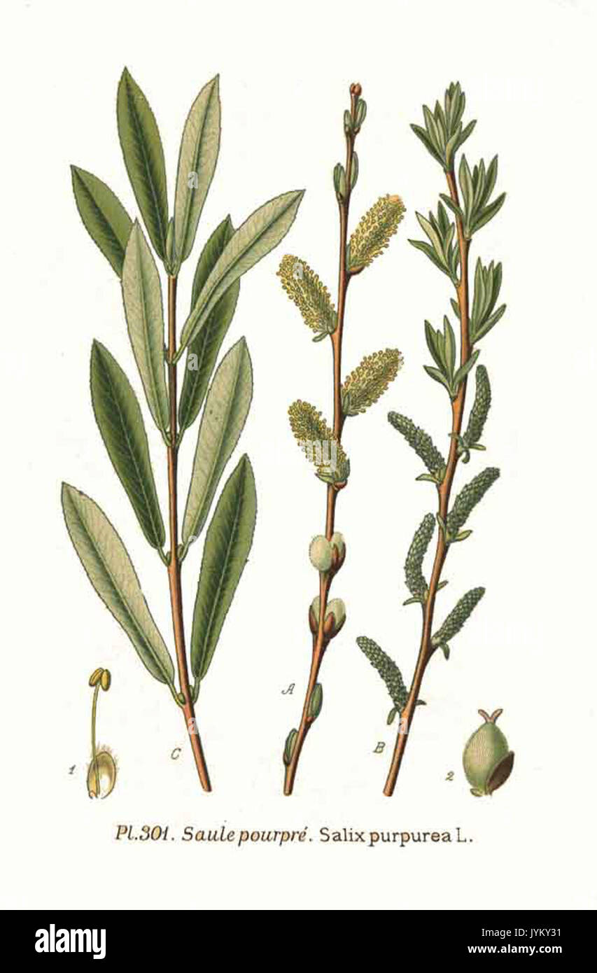 301 Salix purpurea L Stock Photo