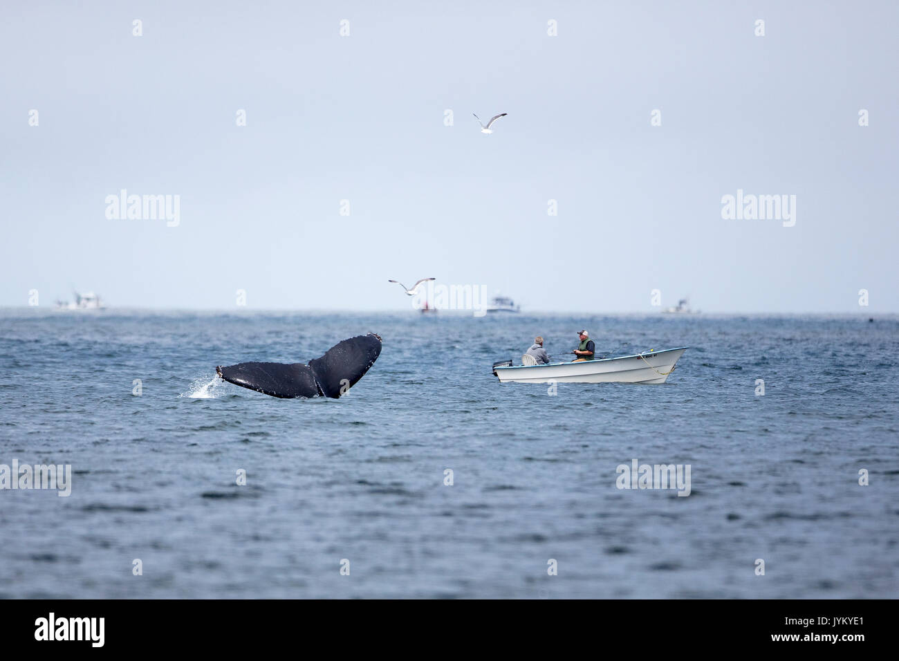 A Humpback Whale shows its tail near two fisherman in a small boat at Pacifica State beach, California. Stock Photo