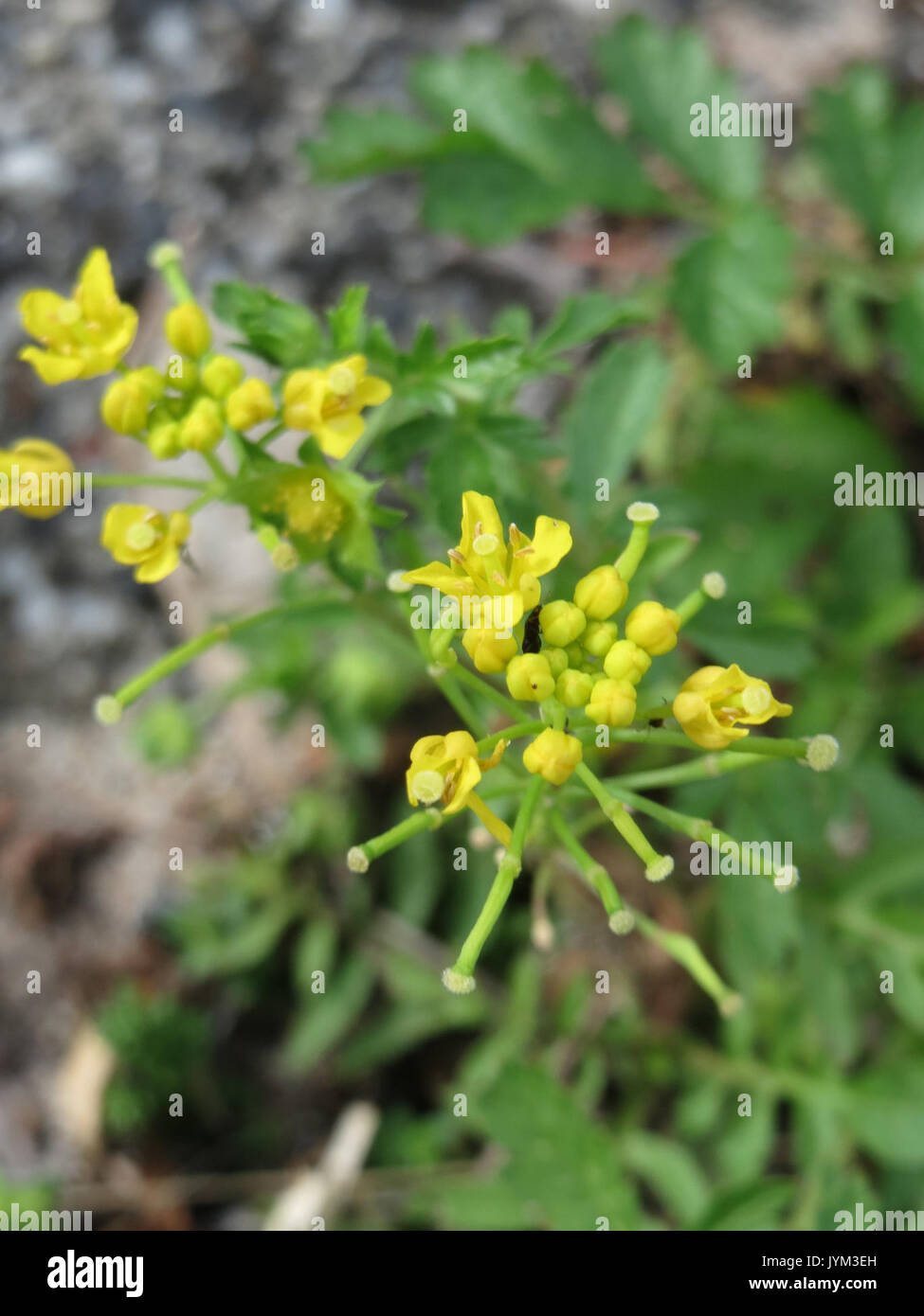 How to plant sylvestris hi-res stock photography and images - Alamy