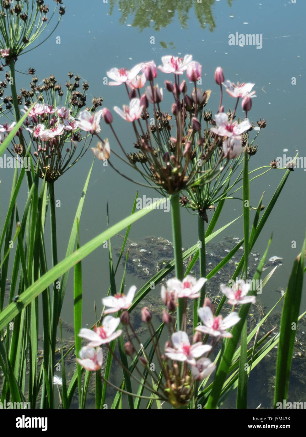 Butomus umbellatus, commonly known as flowering rush, is a plant ...