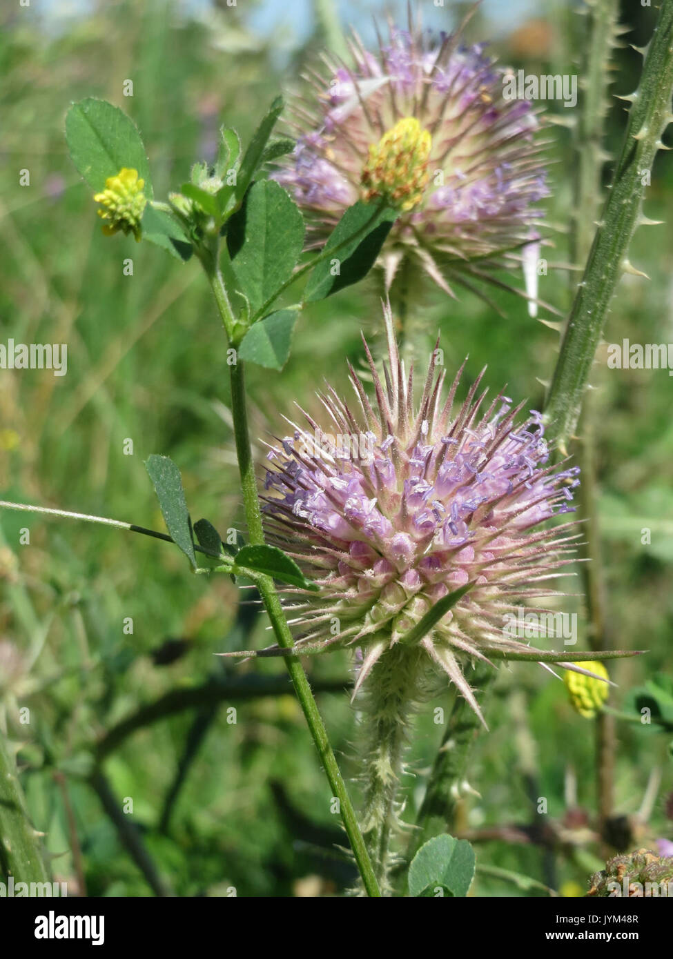 Dipsacaceae Dipsacaceae family hi-res stock photography and images - Alamy