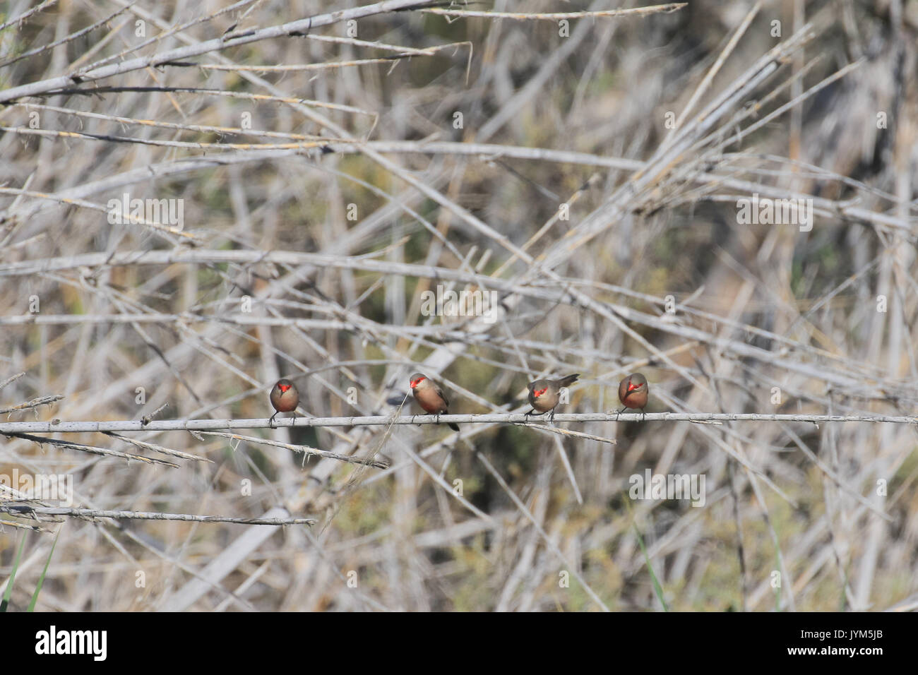 Common Waxbill, Estrilda astrild four birds sitting on reed Stock Photo