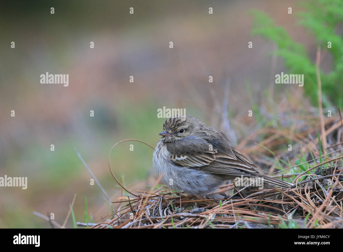 Berthelot's Pipit, Anthus berthelotii on Gran Caaria, Spain Stock Photo